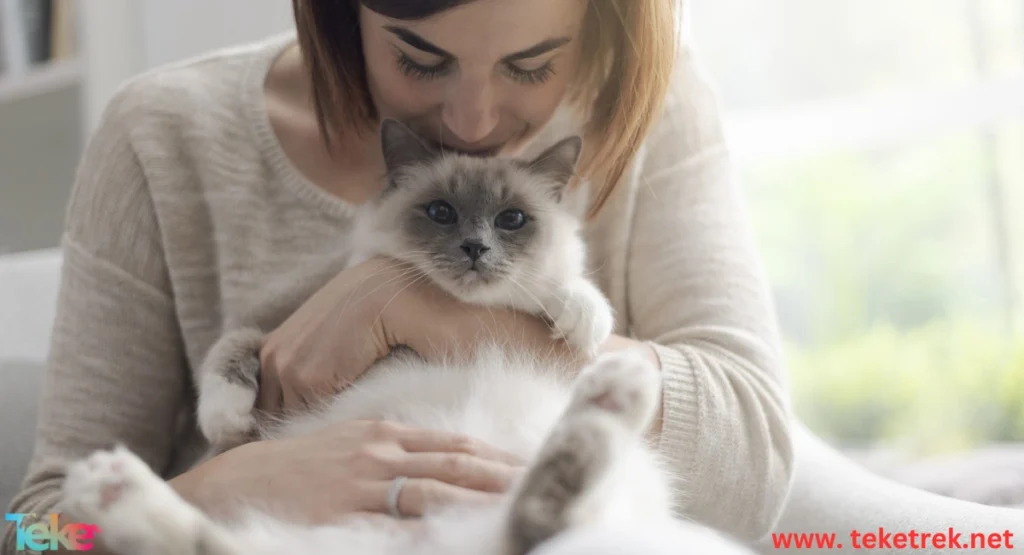 How to Know If Your Cat Loves You?