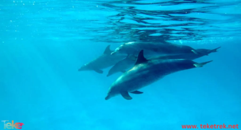 How Do Dolphins Breathe Underwater