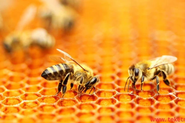 How Do Bees Make Honey?