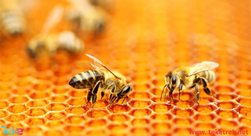 How Do Bees Make Honey?