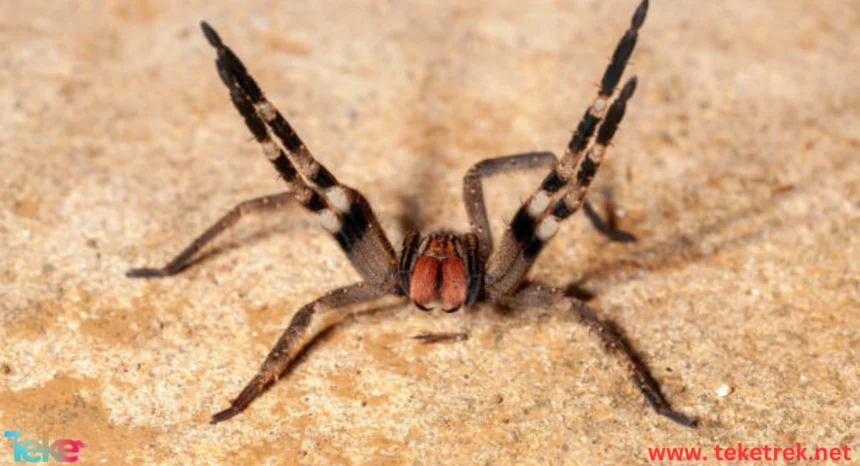 The Deadliest Spiders in the World