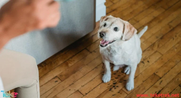 How to Train Dogs to Stop Excessive Barking