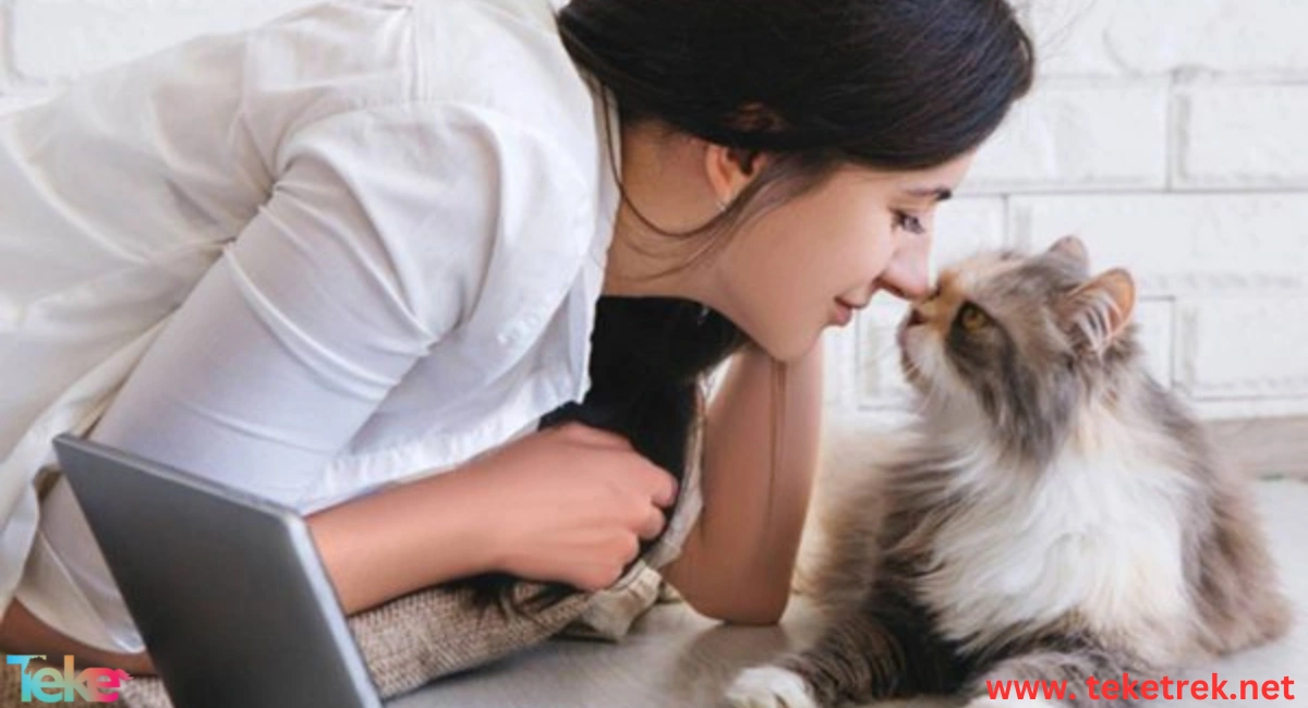 How to Know If Your Cat Loves You?