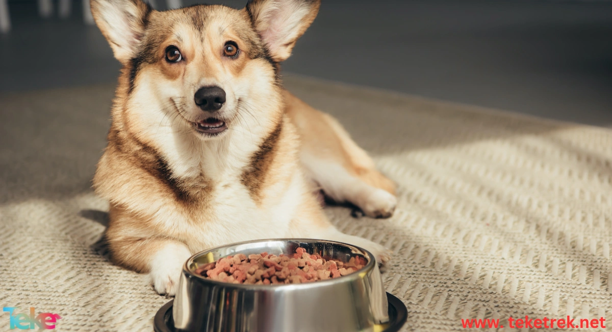 Best Food for Domestic Dogs