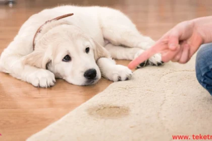 Common Mistakes in Pet Care