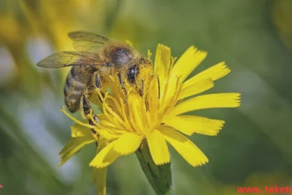the Bees