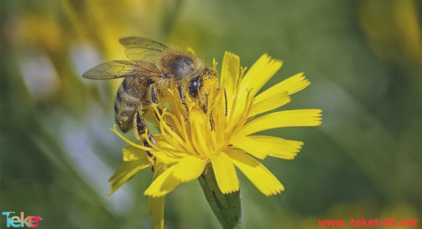 the Bees