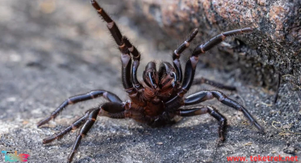 The Deadliest Spiders in the World