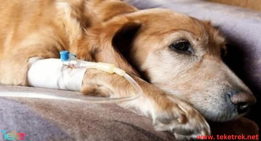 How to Identify and Treat Food Poisoning in Dogs Quickly