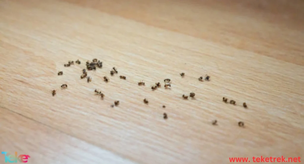 How to Get Rid of Ants in the House