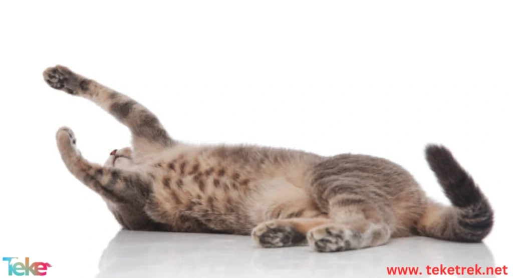 Interpretation of Cat Tail Movements