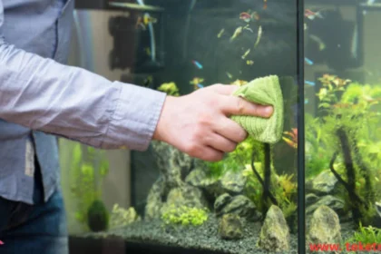 How to Clean a Fish Tank
