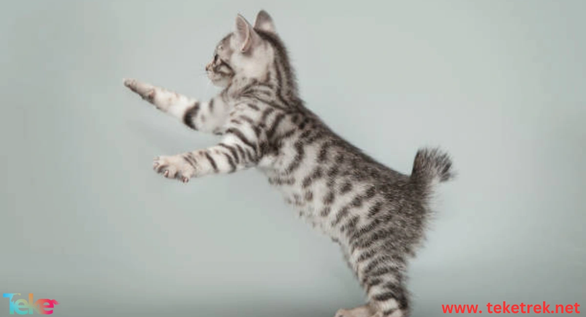 Interpretation of Cat Tail Movements