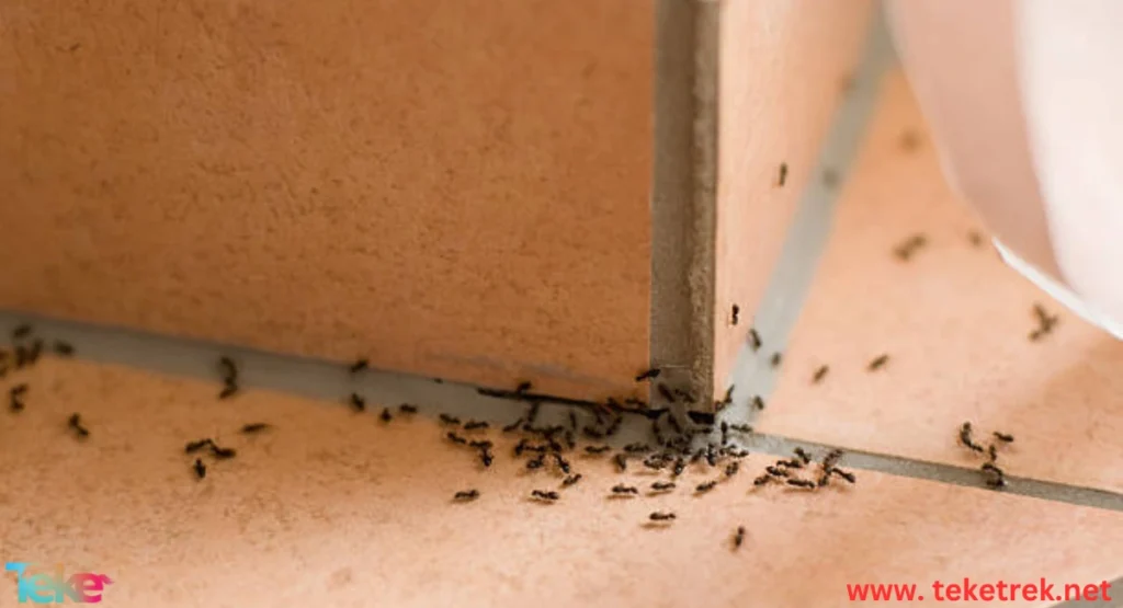 How to Get Rid of Ants in the House