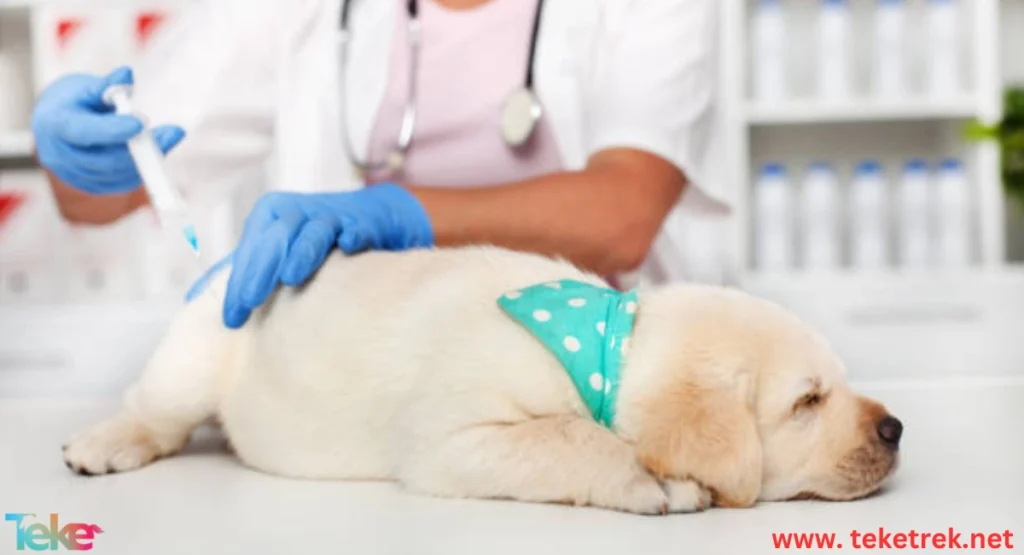 Benefits of Vaccinations for Pets