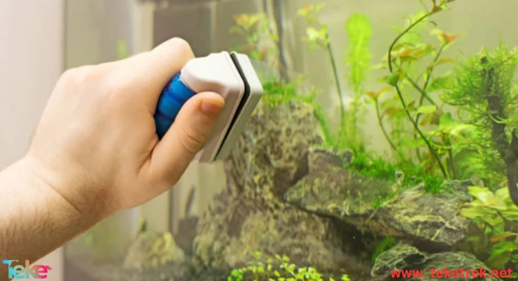 How to Clean a Fish Tank