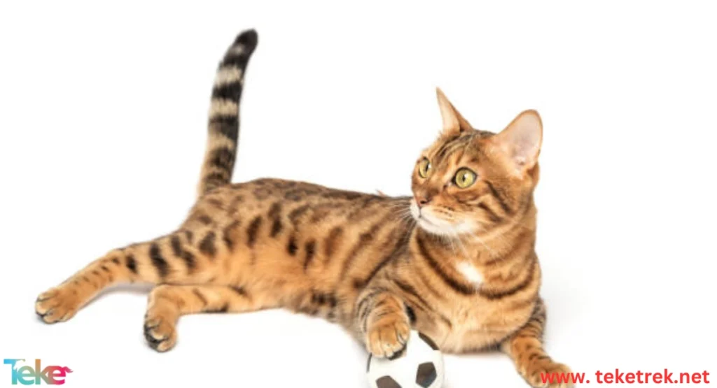 Interpretation of Cat Tail Movements