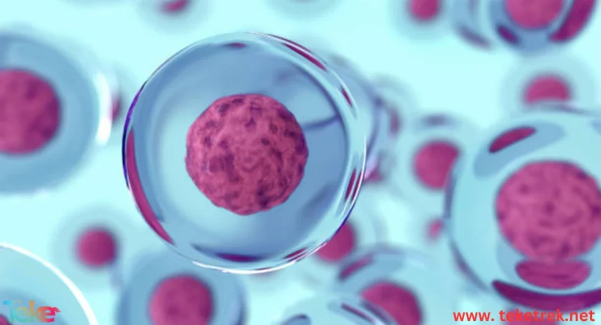 animal bacteria