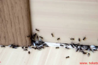 How to Get Rid of Ants in the House