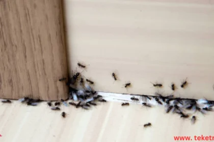How to Get Rid of Ants in the House