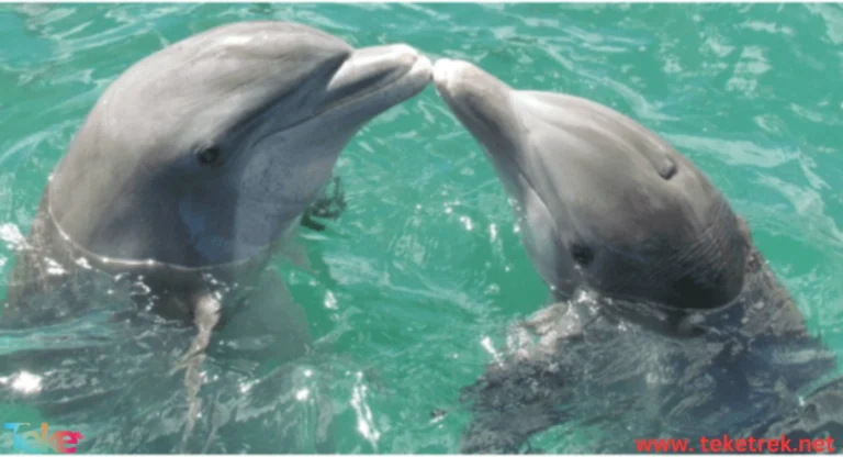 How do dolphins communicate?