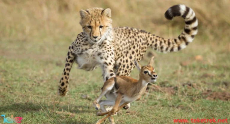How Do Cheetahs Hunt Their Prey