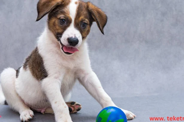 Top 10 Best Games for Your Dog