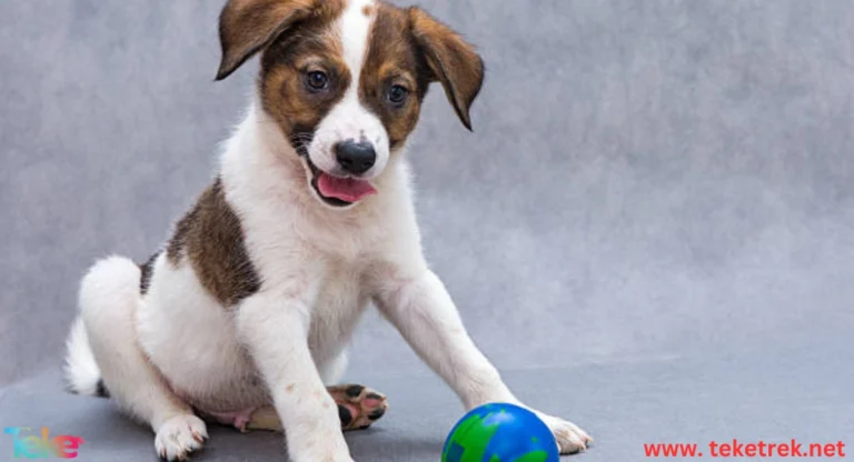 Top 10 Best Games for Your Dog