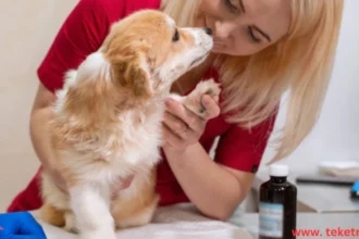 Benefits of Vaccinations for Pets