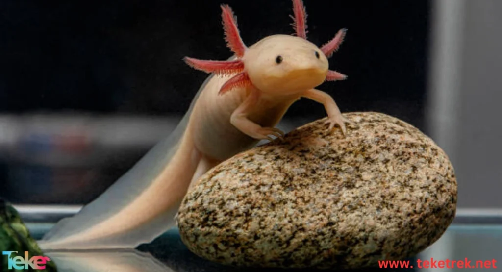 Reptiles vs Amphibians