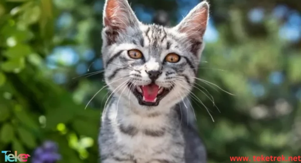 Have You Ever Wondered Why Your Cat Won’t Stop Meowing