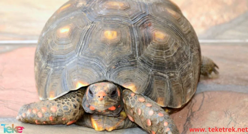 The difference between domestic turtle types