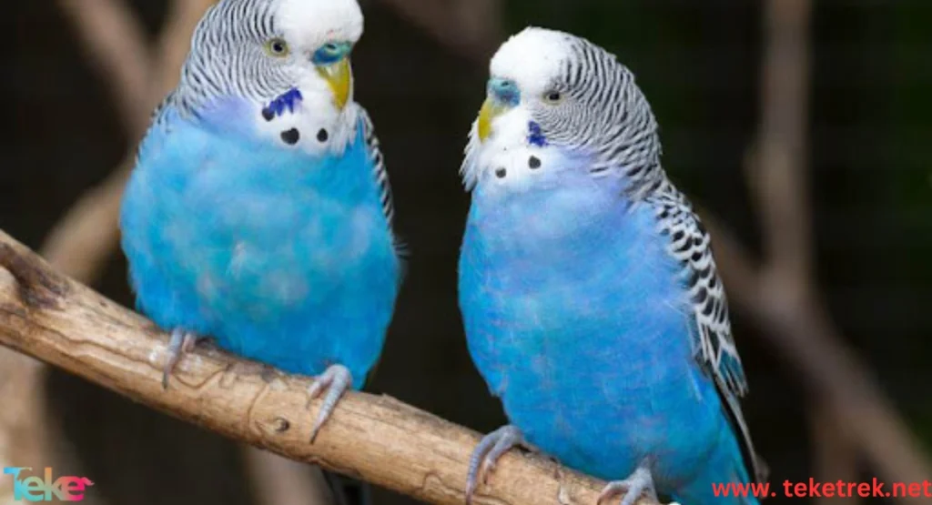 Best Birds to Keep in Apartments