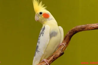 Best Birds to Keep in Apartments