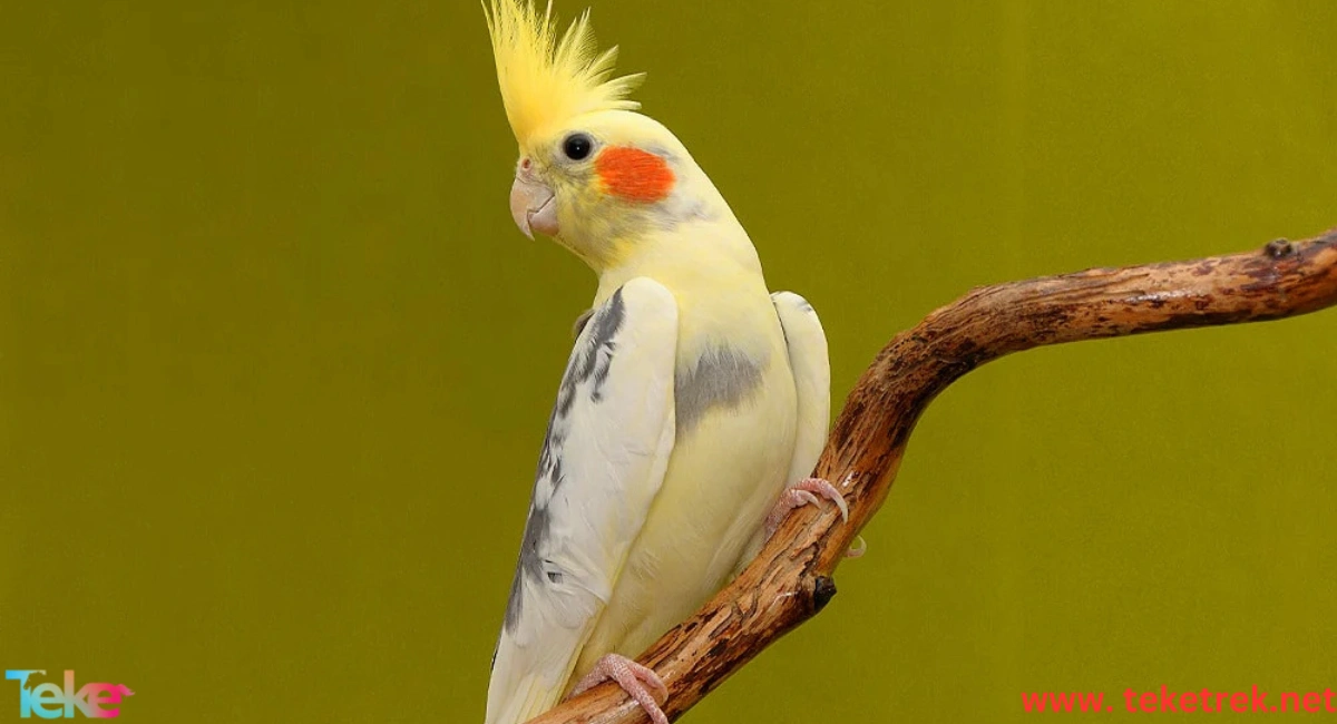 Best Birds to Keep in Apartments