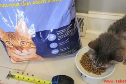 In the World of Pet Nutrition