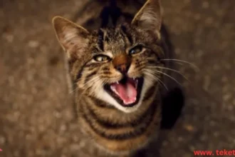 Reasons for Continuous Meowing in Cats