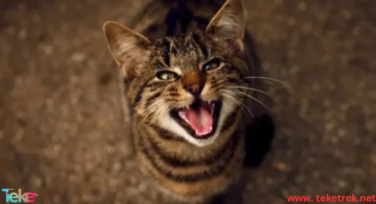 Reasons for Continuous Meowing in Cats