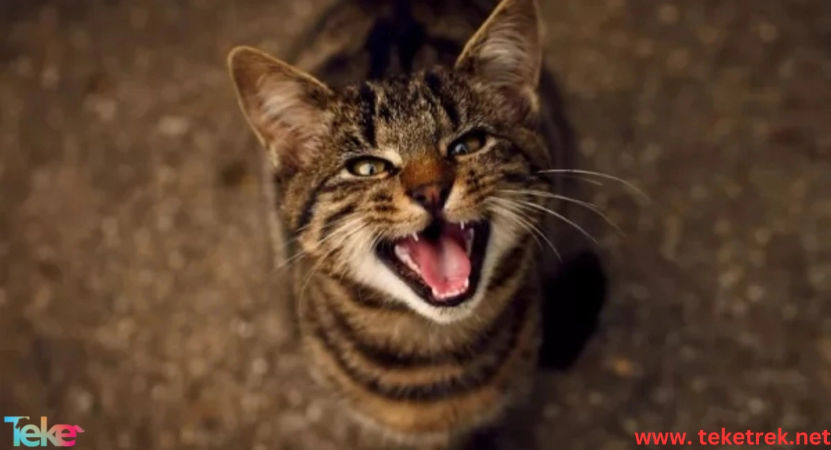 Reasons for Continuous Meowing in Cats