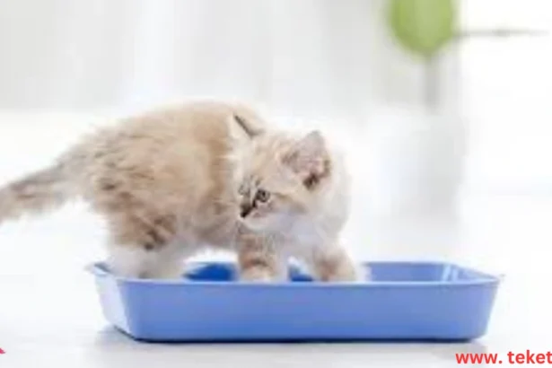 Train Cats to Use the Litter Box