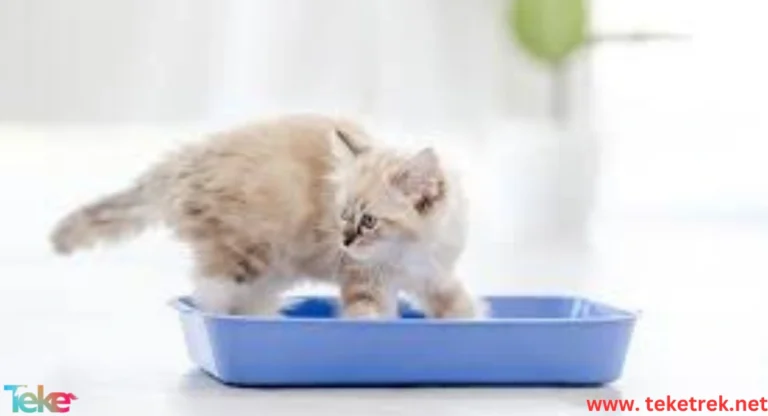 Train Cats to Use the Litter Box