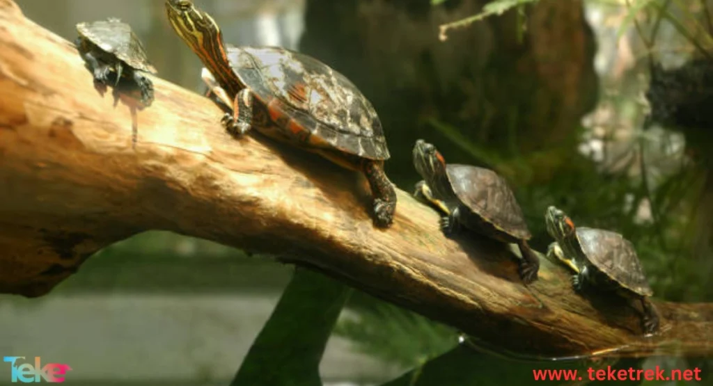 Reptiles vs Amphibians