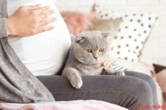 هل القطط تسبب العقم عند النساء