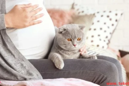 Do cats cause infertility in women