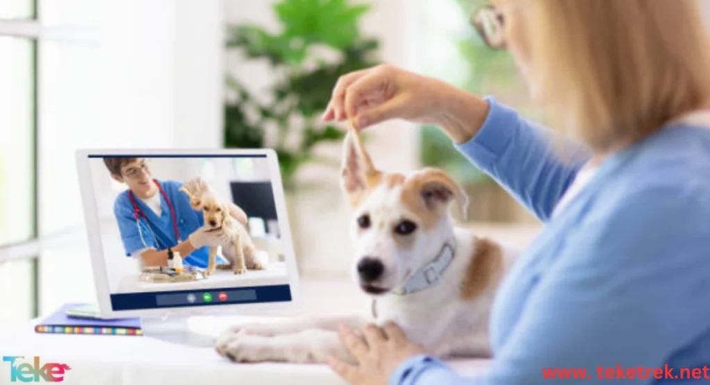 Online Veterinary Clinic