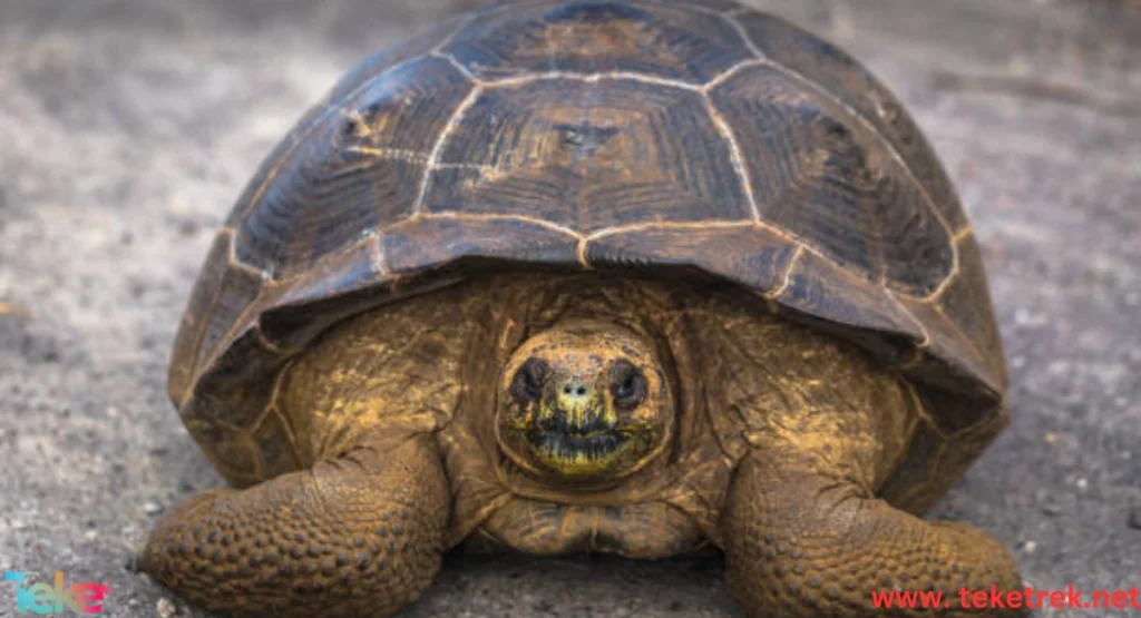The difference between domestic turtle types