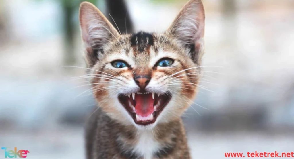 Reasons for Continuous Meowing in Cats