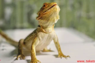 Reptiles vs Amphibians