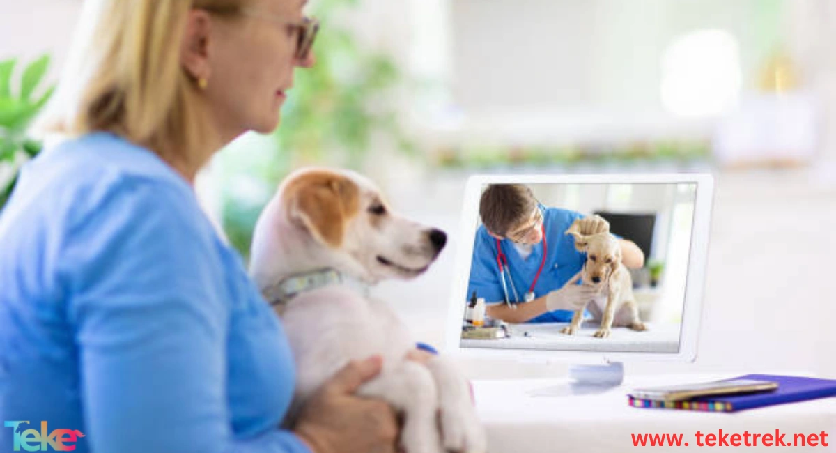 Online Veterinary Clinic