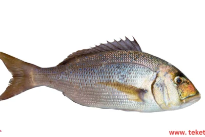 Wild and farmed dentex
